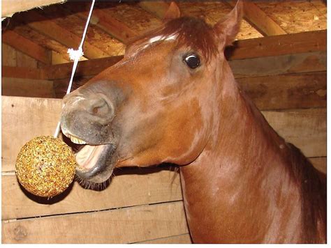 sucking horse balls|Horse balls .